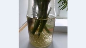 Драцена Сандера, или «бамбук счастья» размножение черенками