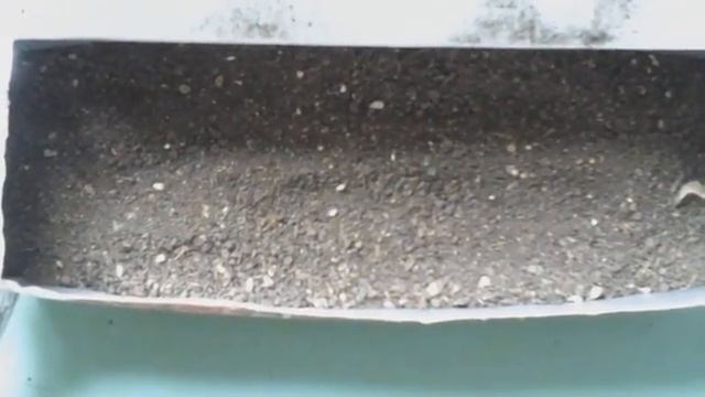 ❤?Выращивание (посев) сладкого перца Капия на рассаду Новый метод смотреть онлайн