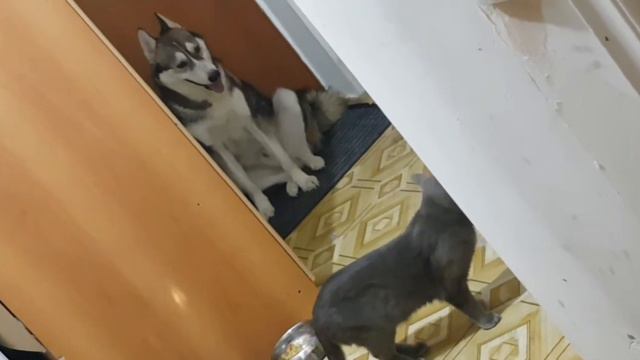 Лайка скучает по хозяину смотреть онлайн