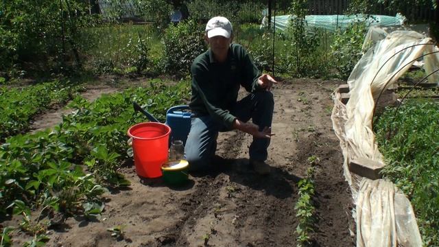 18. Подкормка школки чёрной смородины. Май смотреть онлайн