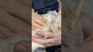 100%способ отличить курицу, несущую яйца от той которая уже не несется.