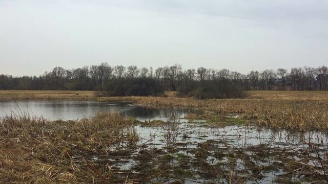 бобры и щуки в Санниково смотреть онлайн
