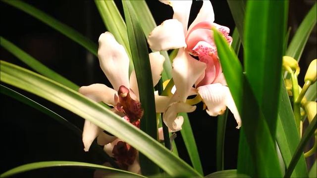 Купила Аня АГУШУ...)))