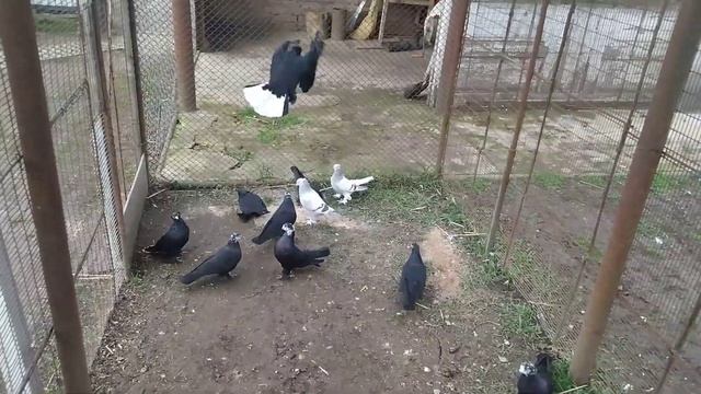 Племенные голуби 2022г Краснодарского края смотреть онлайн