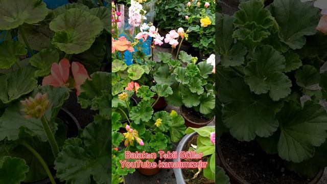 Pelarqoniya Geran  Ətirşah Gülü Balba Gülü! / Azər Qurbanov #azərqurbanov