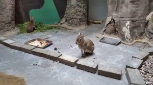 Чакоанская Мара, это почти заяц