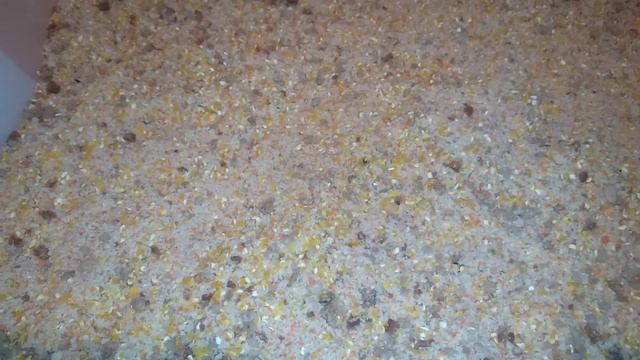 Зимняя рыбалка 2017. Прикормка с ХАЛВОЙ!!!!!! На трофейную белую рыбу. смотреть онлайн