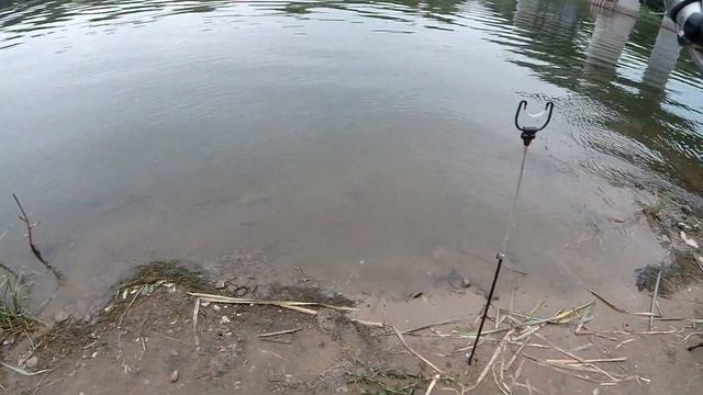 РЫБЕЦ АТАКУЕТ! Или как я на фидер ловил! Диковинная рыба в наших краях! смотреть онлайн