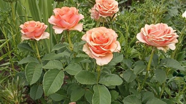 Роза Прима Донна . Rosa Prima Donna . Чайно-гибридная роза.