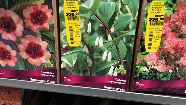 САД 2021.Многолетники в Оби.Люпины,Герани,Колокольчики!