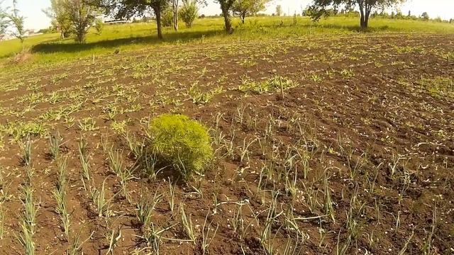 дела сезонные, цыплята, прополка , что растет на моем огороде смотреть онлайн