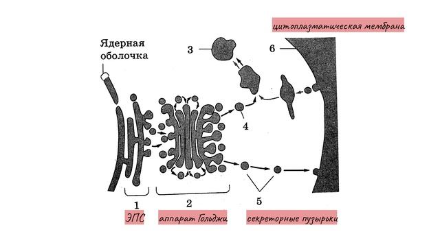 Строение клетки – ЛИЗОСОМЫ: образование, функции, строение, первичные и вторичные лизосомы смотреть онлайн