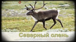 Животные на букву О (1)