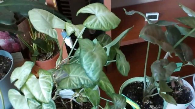 Коллекция сингониумы. Новый антуриум ,гортензия.