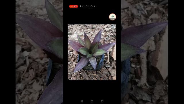 hablemos de plantas, respondemos preguntas en vivo , hablamos de plantas смотреть онлайн