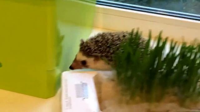 Травка для фазенды. Обитатели: Мейн Кун и ежик. Осторожность. смотреть онлайн