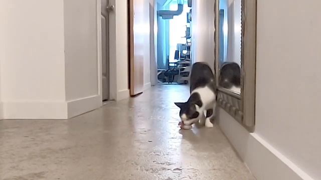 Что делают кошки, когда вас нет дома? смотреть онлайн