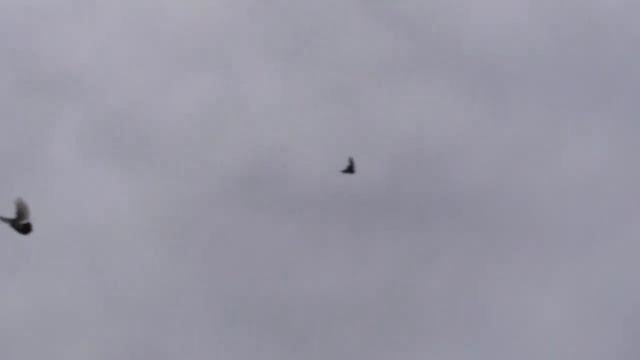 Сколько людей и сколько мнений,,, АЛИК (3) смотреть онлайн