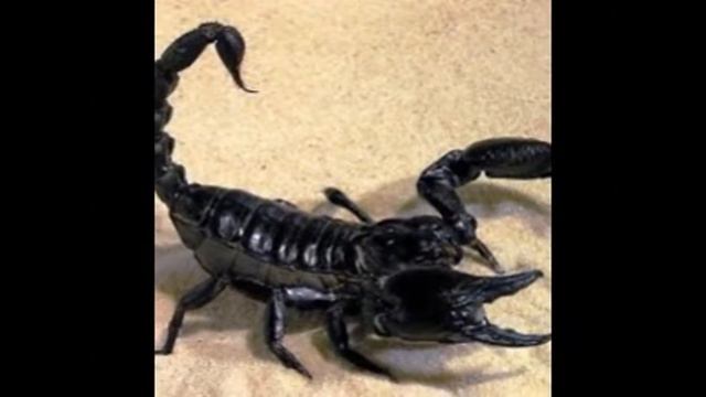 Пустыня Сахара смотреть онлайн