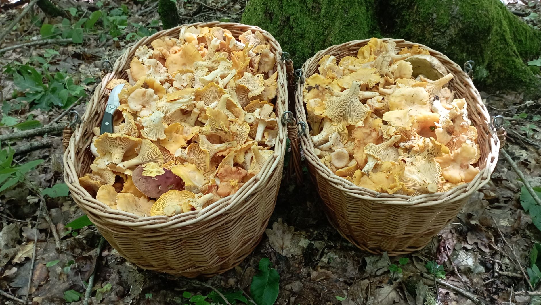 ПОЛНЫЕ КОРЗИНЫ!!! Лесовичок помог! По грибы 11 июня 2023 года. смотреть онлайн