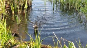 Рыбалка КЕМЕРОВО 2020 Крупный карась! Пор Искитим