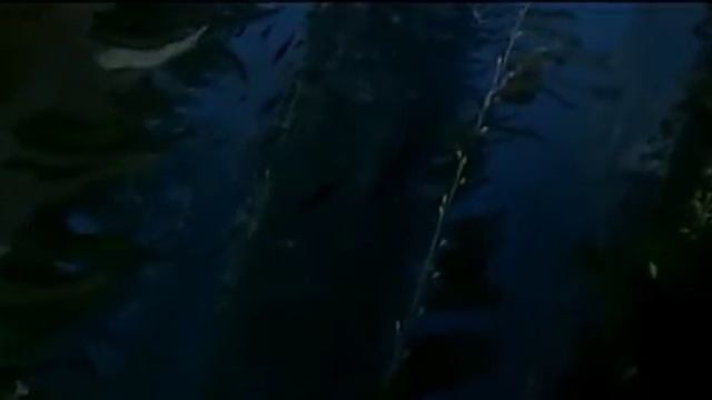 MEGALODON SHARK CAUGHT ON FILM!!! смотреть онлайн