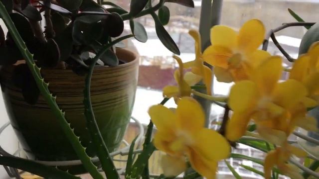 Орхидеи. Майский снег. смотреть онлайн