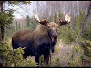 Охота на лося на гону  Хроники.