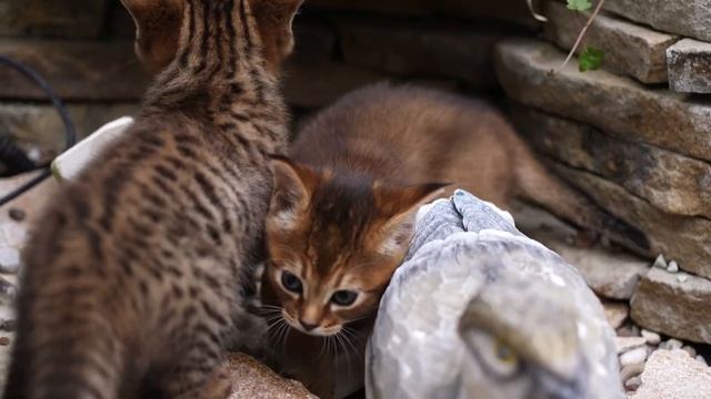 Одна из самых дорогих кошек в мире - ЧАУЗИ смотреть онлайн