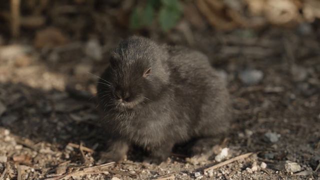 【広島旅】フェリーで15分！うさぎの楽園で島キャンプ！【大久野島/うさぎ島】 смотреть онлайн