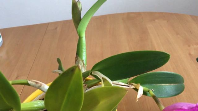 Цветущие ОРХИДЕИ Март 2019 каттлея и седирея японика Orchidee Kattleya Sederia japonica и про УХОД смотреть онлайн