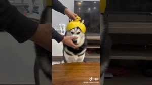 Funny dog video 🤣