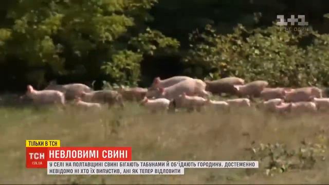 Свині бігають по селу смотреть онлайн