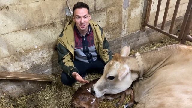 Шокирующие кадры с рождения Матрёны / Отёл коровы от начала до конца смотреть онлайн