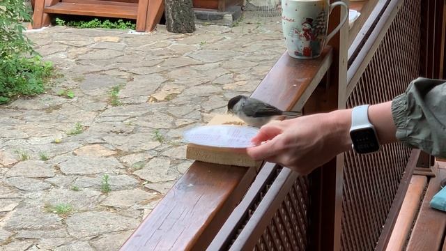 Как мы выходили птенца синички-пухляка или почему наш питомец - Счасливчик (21) смотреть онлайн