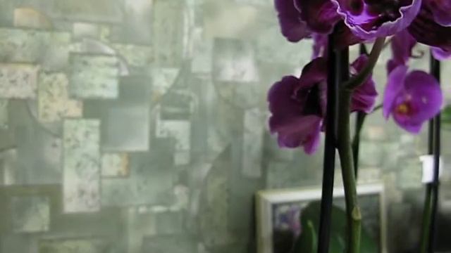 Короткая жизнь Биг Липа смотреть онлайн