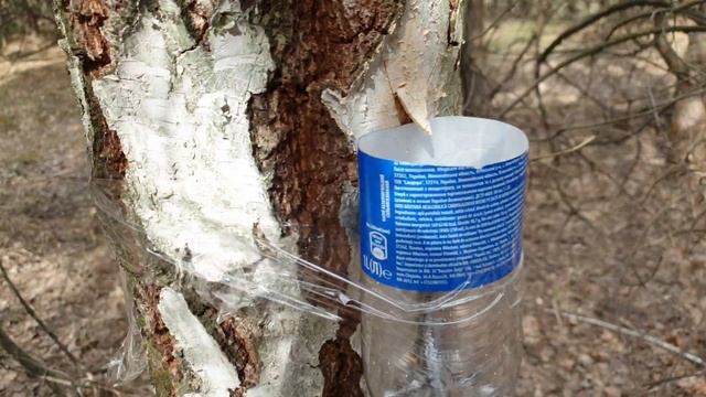 Грибные заметки