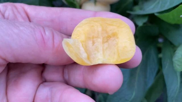 Стройка Челлендж