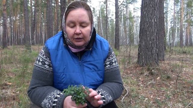 БРУСНИКА || Польза и применение весенней травы смотреть онлайн