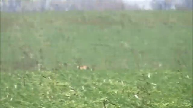 охота 2013 уиппеты смотреть онлайн