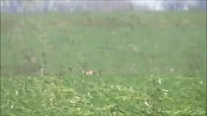 охота 2013 уиппеты