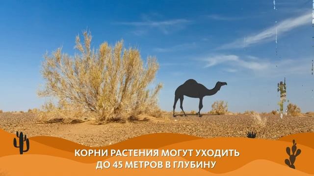 РАСТЕНИЯ УЖАСНЫЕ И ПРЕКРАСНЫЕ: РАСТЕНИЯ ПУСТЫНИ смотреть онлайн