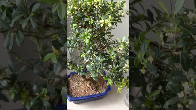 Цветущий бонсай Илекс. Заказать в СПб instagram @janaplants смотреть онлайн