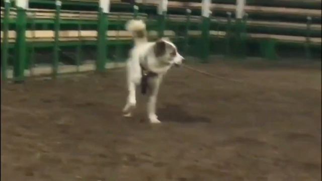 Туркменские Алабаи дали ЖАРУ в Казахстане/ международный турнир/Туркменский Волкодав/Turkmen alabay смотреть онлайн