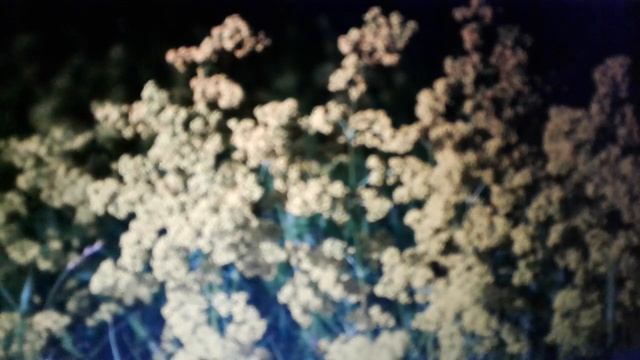 Подмаренник: лечебные свойства и противопоказания. смотреть онлайн