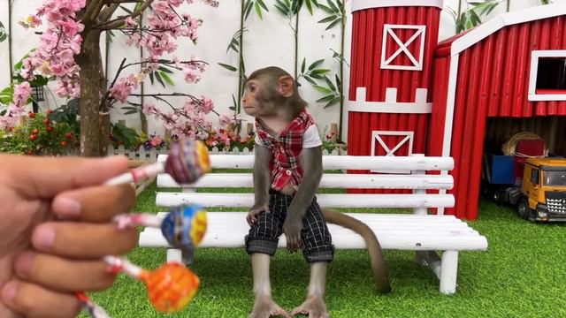 Monkey Baby Bim Bim Drives To The Pool And Bring A Swim Float With Puppy In The Garden