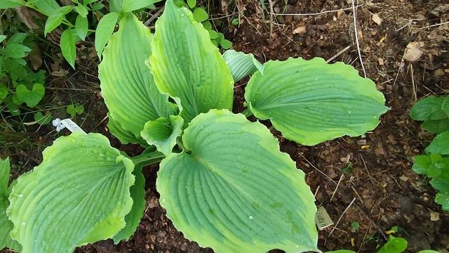 Хоста «Spartacus» в моем подмосковном саду. смотреть онлайн