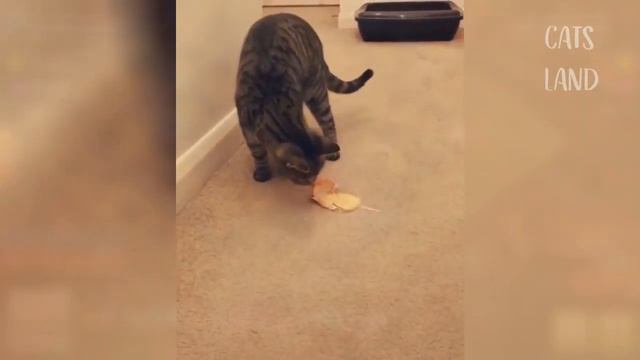 OMG So Cute Cats ♥ Лучшие смешные видео про кошек 2021 года Sequence 02 смотреть онлайн