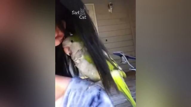 Funny and Cute Parrot Birds Compilation NEW смотреть онлайн