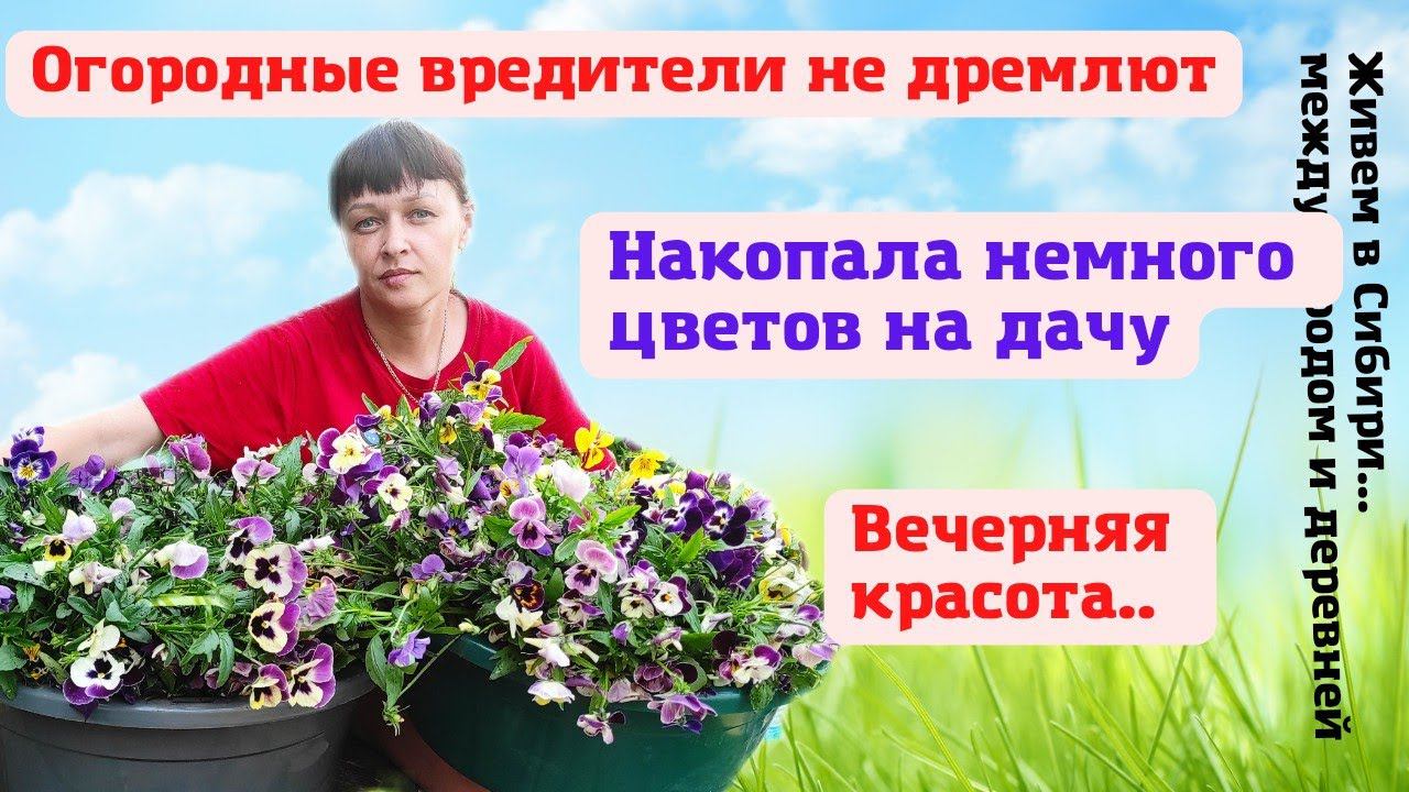 14.06.2022 Вредители не дремлют. Накопала немного цветов на дачу